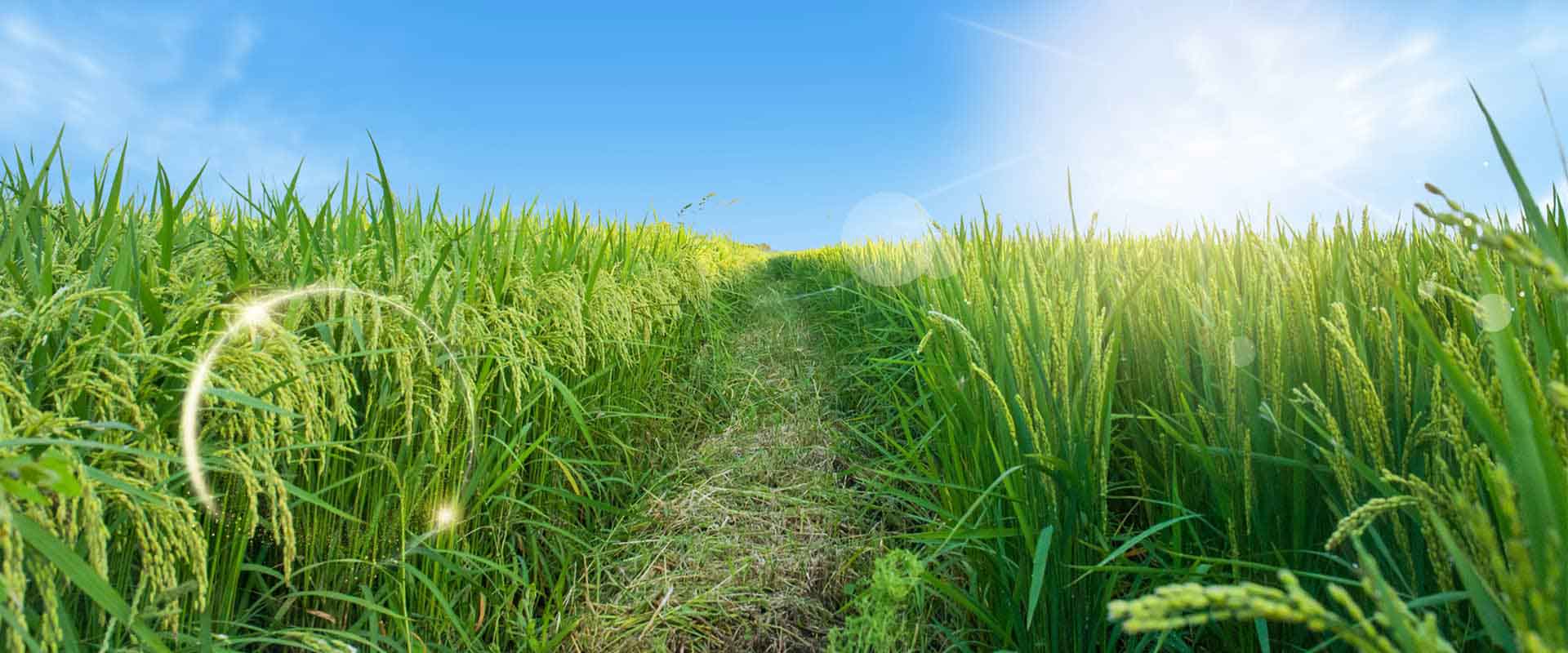 農(nóng)林種植小氣候觀測自動氣象站方案